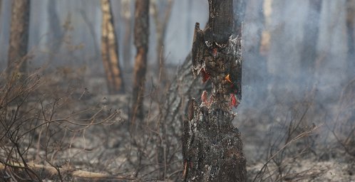 Пять возгораний произошло в лесах Беларуси за выходные дни