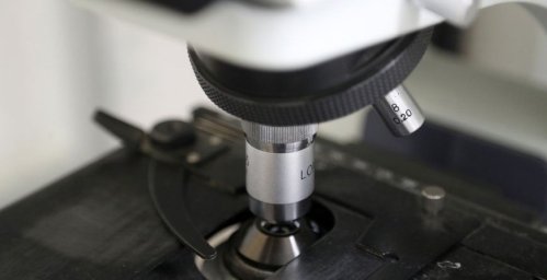 На Сахалине займутся разработкой биокомпонента из водорослей для лечения рака