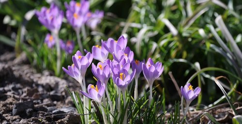 Март 2026 года может стать самым теплым и сухим за все время метеонаблюдений