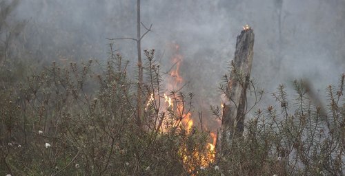 За сутки в Гомельской области ликвидировали два лесных пожара