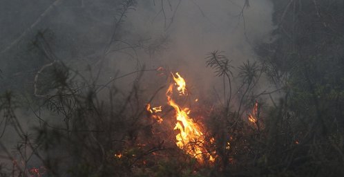 В Беларуси за сутки ликвидированы 29 пожаров травы и кустарников В Беларуси за сутки ликвидированы 29 пожаров травы и кустарников