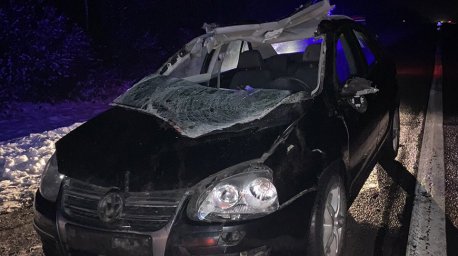 Легковушка столкнулась с лосем в Ивацевичском районе - авто осталось без крыши