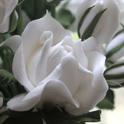Белая роза по соннику Ванги
