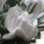Белые розы по соннику Ванги