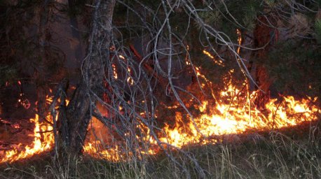 К борьбе с лесными пожарами в Орегоне привлекли коз