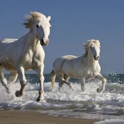 Белые лошади по соннику Ванги