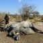 Названа причина гибели сотен слонов в Ботсване 0