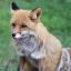 Житель Дрогичинского района на охоте застрелил бешеную лису