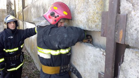 В Жлобинском районе спасатели освободили щенка, застрявшего между забором и гаражом
