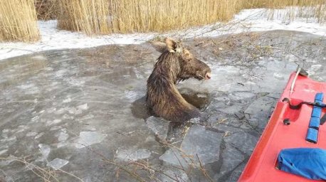В Городокском районе спасли провалившегося под лед лося