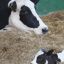Бригадир и ветврач фермы в Буда-Кошелевском районе сбывали коров по заниженным ценам