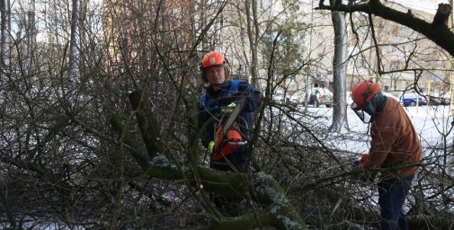 Утренний снег и ветер в Гродненской области: зафиксировано 17 случаев падения деревьев на дороги