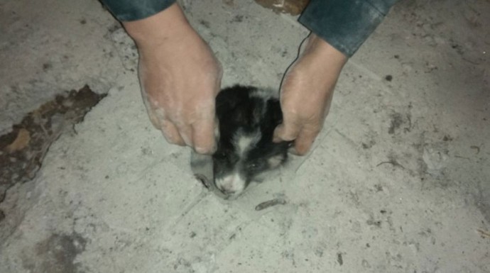 Застрявших в бетонной плите щенков спасли в Гродно