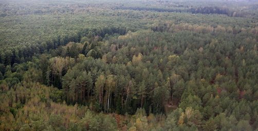 Прокуроры выявили нарушения в разведении и восстановлении леса в Брестской области