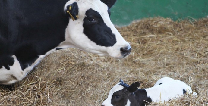 Бригадир и ветврач фермы в Буда-Кошелевском районе сбывали коров по заниженным ценам