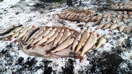 Браконьеров с 230 кг рыбы задержали в Житковичском районе