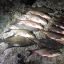 В Ушачском районе задержали браконьера-рецидивиста с 33 кг рыбы