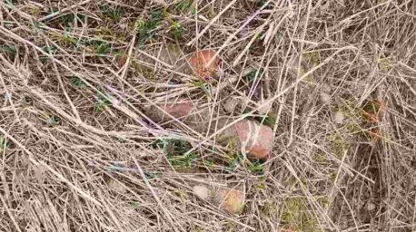 На поле в Оршанском районе нашли снаряды времен войны
