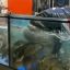 Парня оштрафовали за купание в аквариуме гомельского магазина