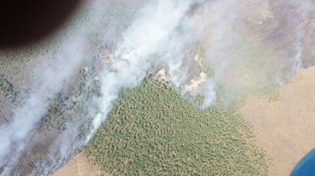 Большой пожар тушат в Столинском районе: огонь повредил 180 га леса
