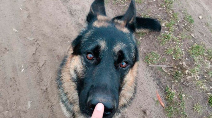 Служебная собака в Мозыре помогла задержать хулиганов