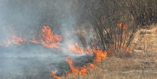 Три человека погибли из-за природных пожаров с начала года в Беларуси