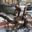 Утренний снег и ветер в Гродненской области: зафиксировано 17 случаев падения деревьев на дороги 0
