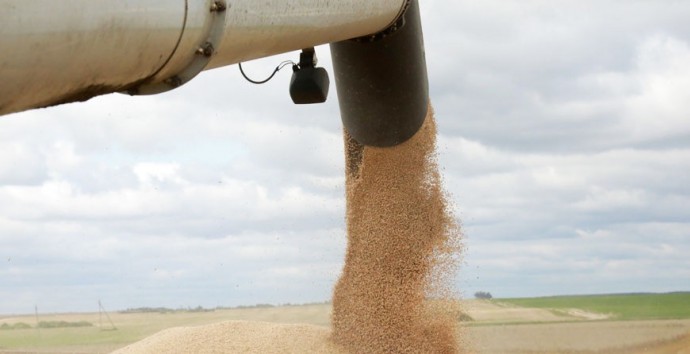 Два минчанина организовали серый импорт российского зерна