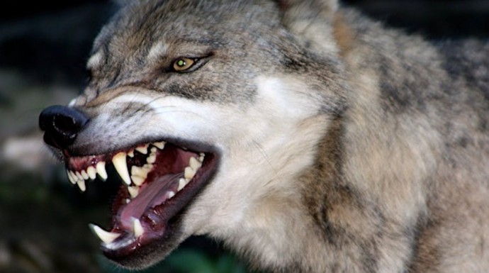 В Сенненском районе бешеный волк покусал женщину