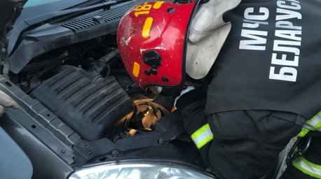 В Речице спасатели вызволили кошку из моторного отсека автомобиля