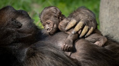 Безусловная любовь: горилла прижимает к себе новорожденную малышку