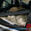 Браконьеры в Дзержинском районе пытались скрыться на машине и сбили инспектора 1