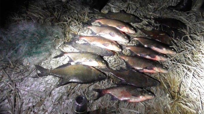 В Ушачском районе задержали браконьера-рецидивиста с 33 кг рыбы