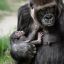Безусловная любовь: горилла прижимает к себе новорожденную малышку 2