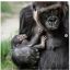 Безусловная любовь: горилла прижимает к себе новорожденную малышку 0
