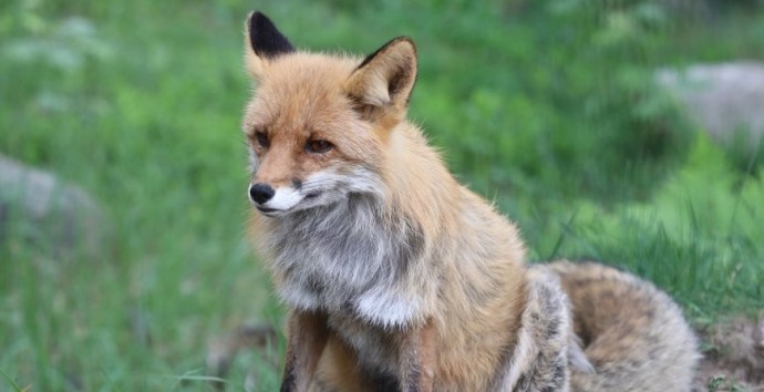 Житель Дрогичинского района на охоте застрелил бешеную лису