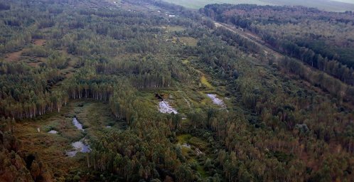 В Мядельском районе ищут потерявшуюся в лесу пенсионерку