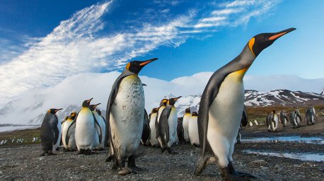 Ученые из Великобритании заявили о массовом вымирании императорских пингвинов Ученые из Великобритании заявили о массовом вымирании императорских пингвинов