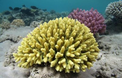 Эволюцию морских кораллов предложили ускорить для их спасения от вымирания