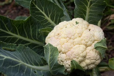 Цветная капуста Цветная капуста