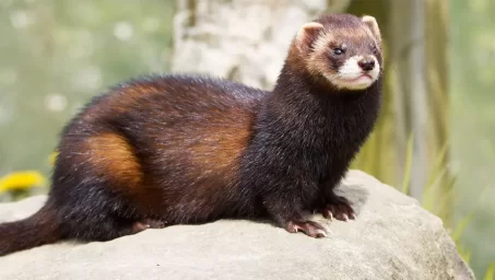 Хорек Хорек