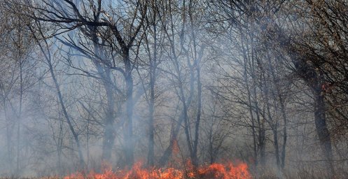 Работники лесного хозяйства ликвидировали 50 возгораний в лесах за прошедшую неделю