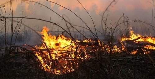 В Беларуси за сутки потушили 13 лесных пожаров