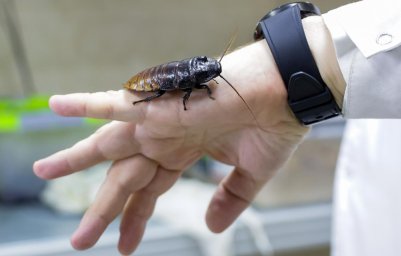 Тараканов предложили использовать в замкнутых системах жизнедеятельности в космосе