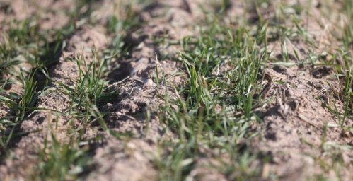 Как перезимовали озимые в Беларуси, рассказали в Минсельхозпроде