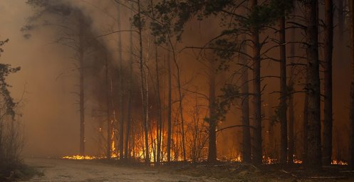 В Беларуси за сутки потушили 24 лесных пожара