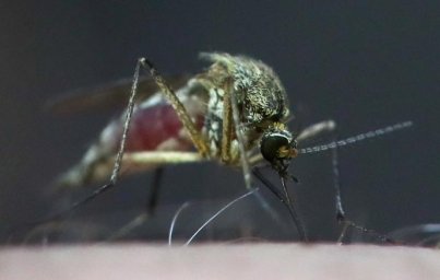 Science: экологические проблемы привели к появлению комаров в Исландии