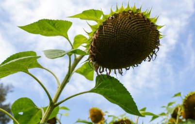 Разработана программа для определения спелости подсолнечника с БПЛА