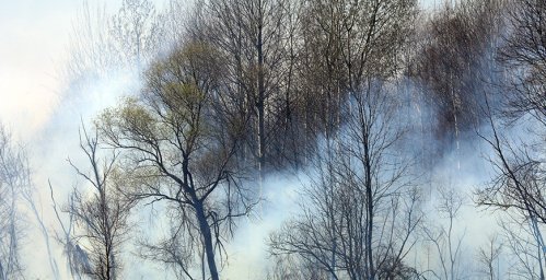 Работники МЧС и Минлесхоза ликвидировали три лесных пожара за сутки