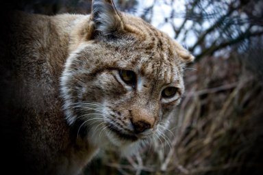 Хищник Хищник